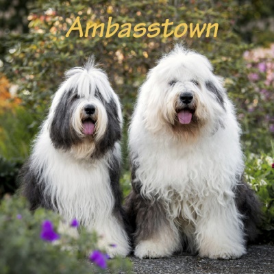 Logo_Ambasstown_1602919014.jpg