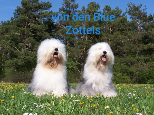 Logo_Blue_Zottels_1664642926.jpg