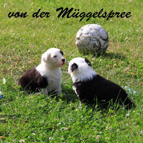 Logo_von_der_mueggelspree_1415431359.jpg