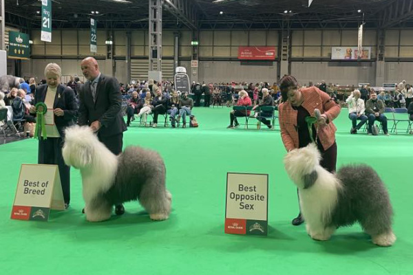 Sieger Crufts